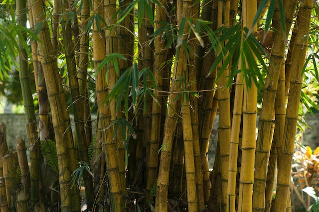 Ingredients for skin!  How does Citrus Bamboo benefit skin health?